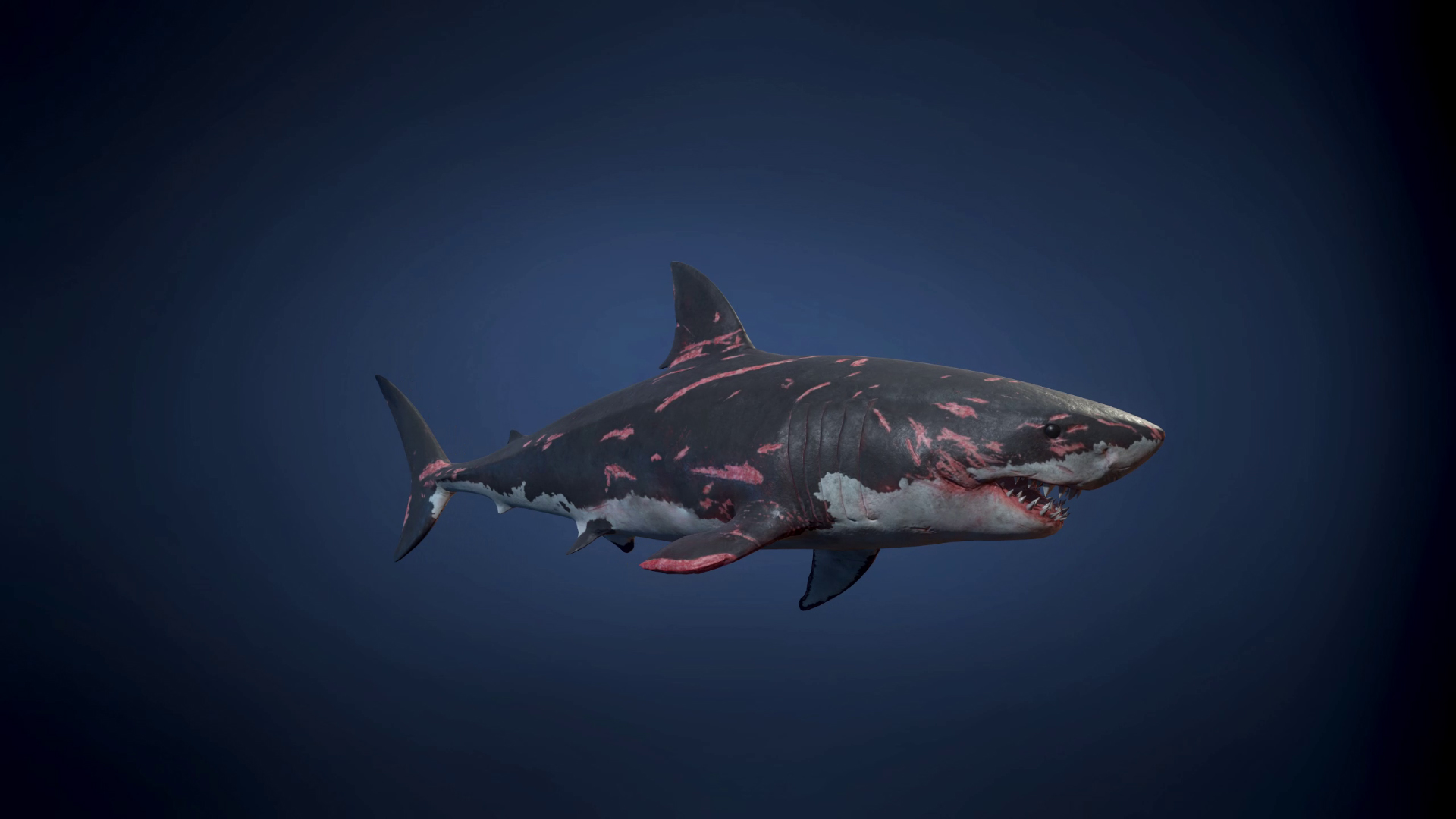 Great White Shark | Fab