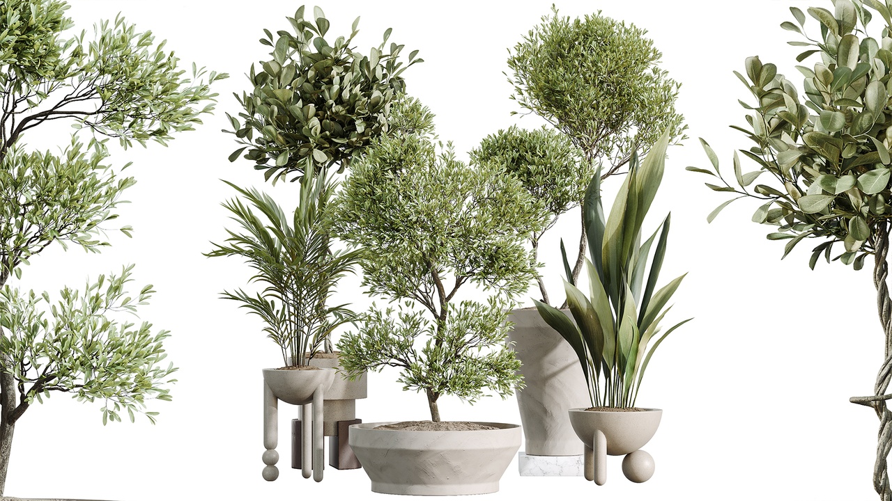 Media 1 for listing AV Indoor Plants Set 526 Aspidistra Elatior Olive Ficus Palm