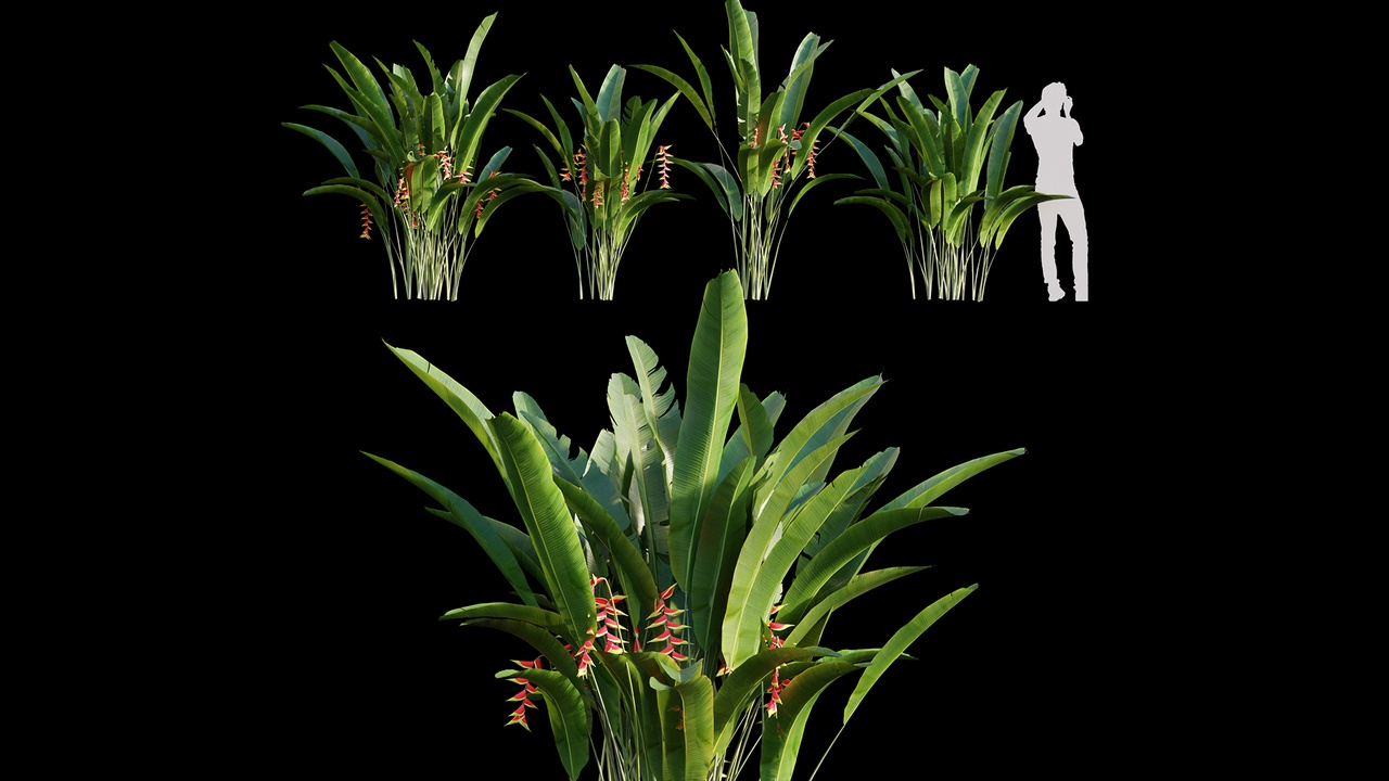 Media 1 for listing Heliconia Rostrata 01