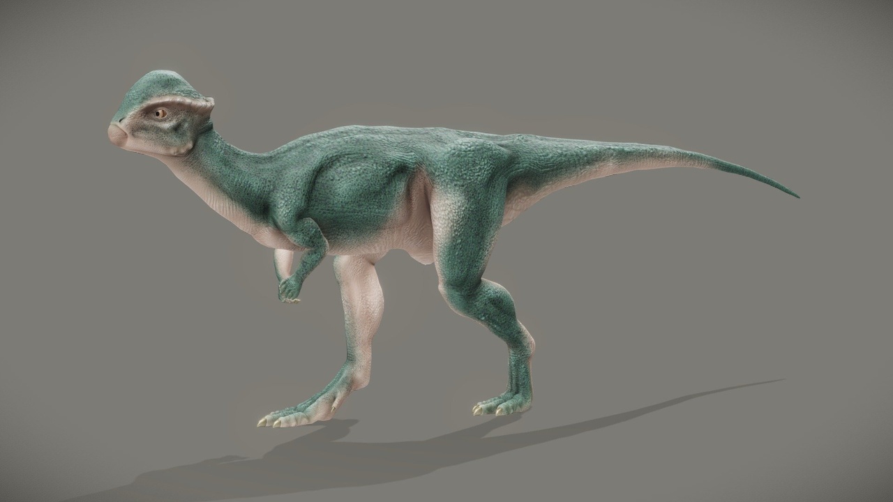Media 1 for listing Stegoceras Validum
