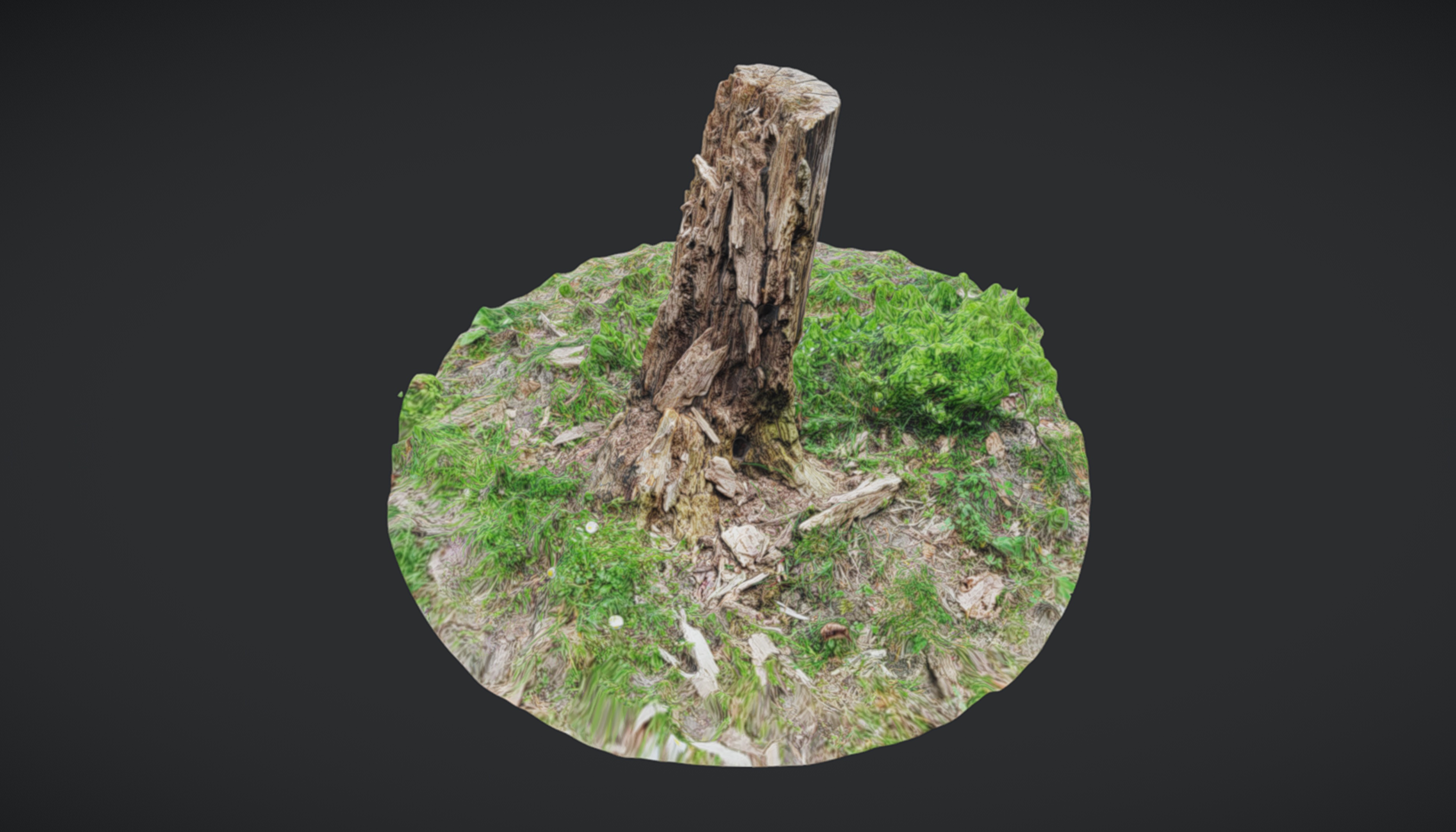Tree Stump Scan | Fab