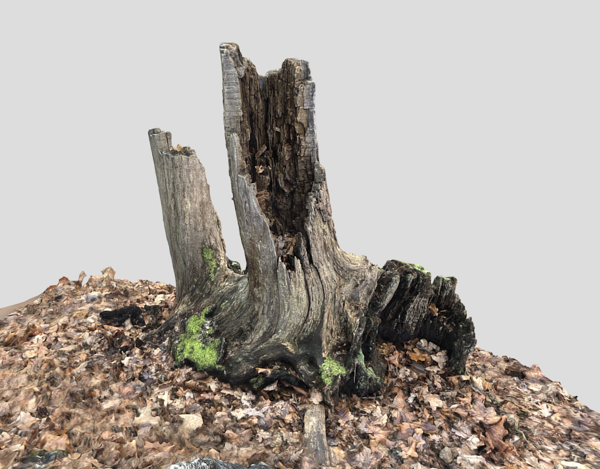 Weathered Tree Stump – Photogrammetry Scan | Fab