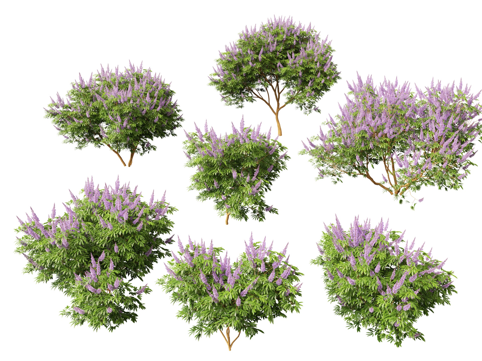Media 1 for listing (Highpoly+Low Poly) Vitex Agnus - Chaste Tree