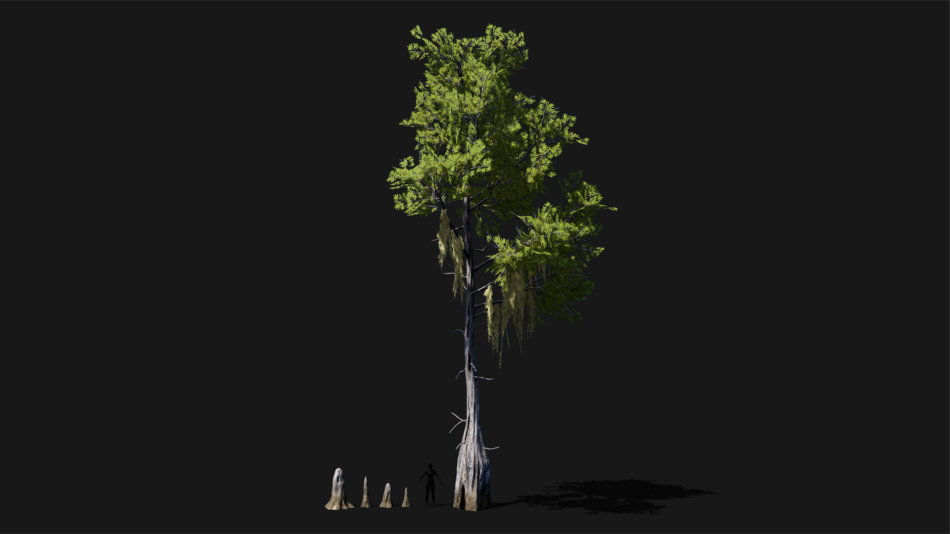 Mid Poly Asset Realistic mid poly Bald Cypress Tree | Fab