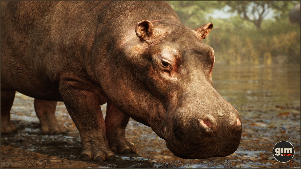 Media 1 for listing Animalia - Hippopotamus (male)