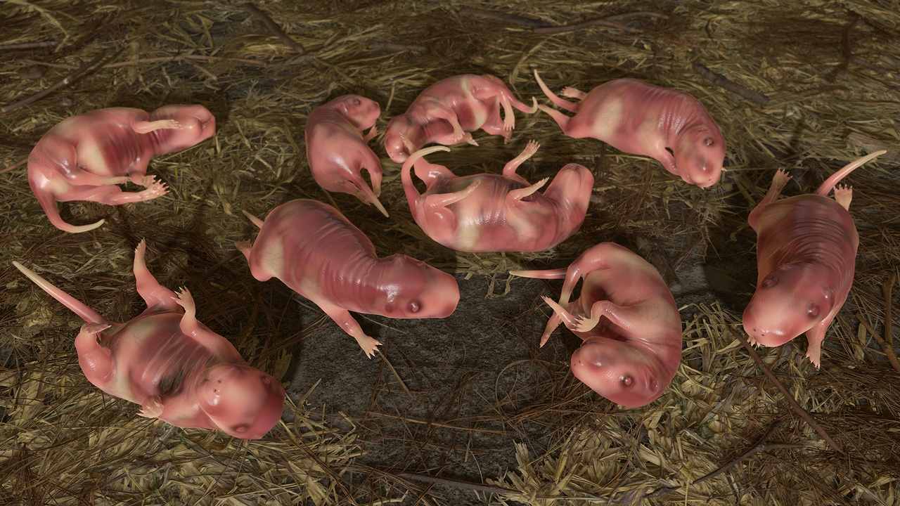Media 1 for listing Cub Rat
