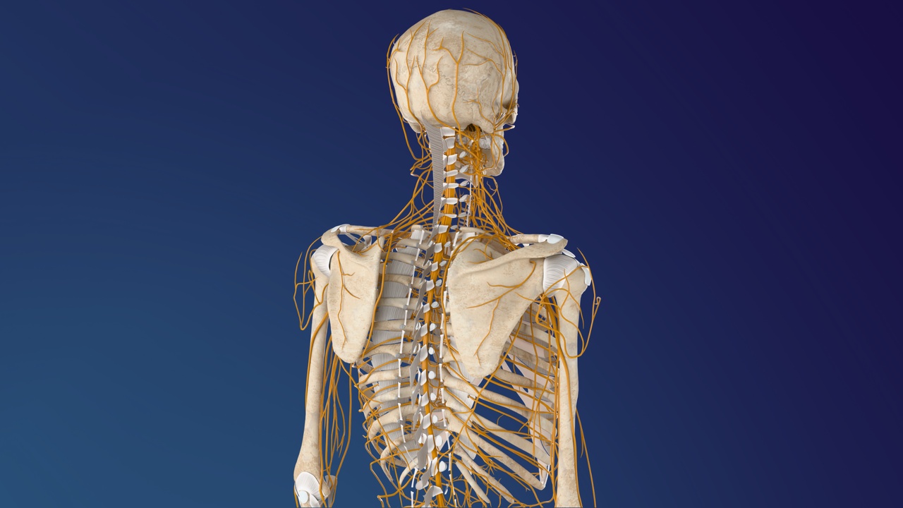 Media 1 for listing Male Human Skeleton & Nervous System Anatomy(3D Model)