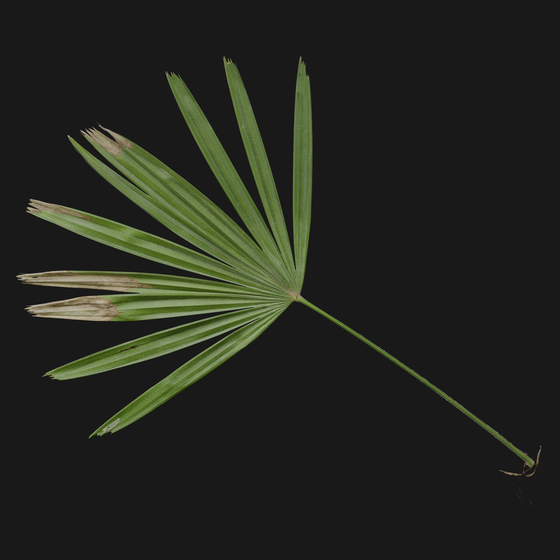 Media 1 for listing Trachycarpus 03