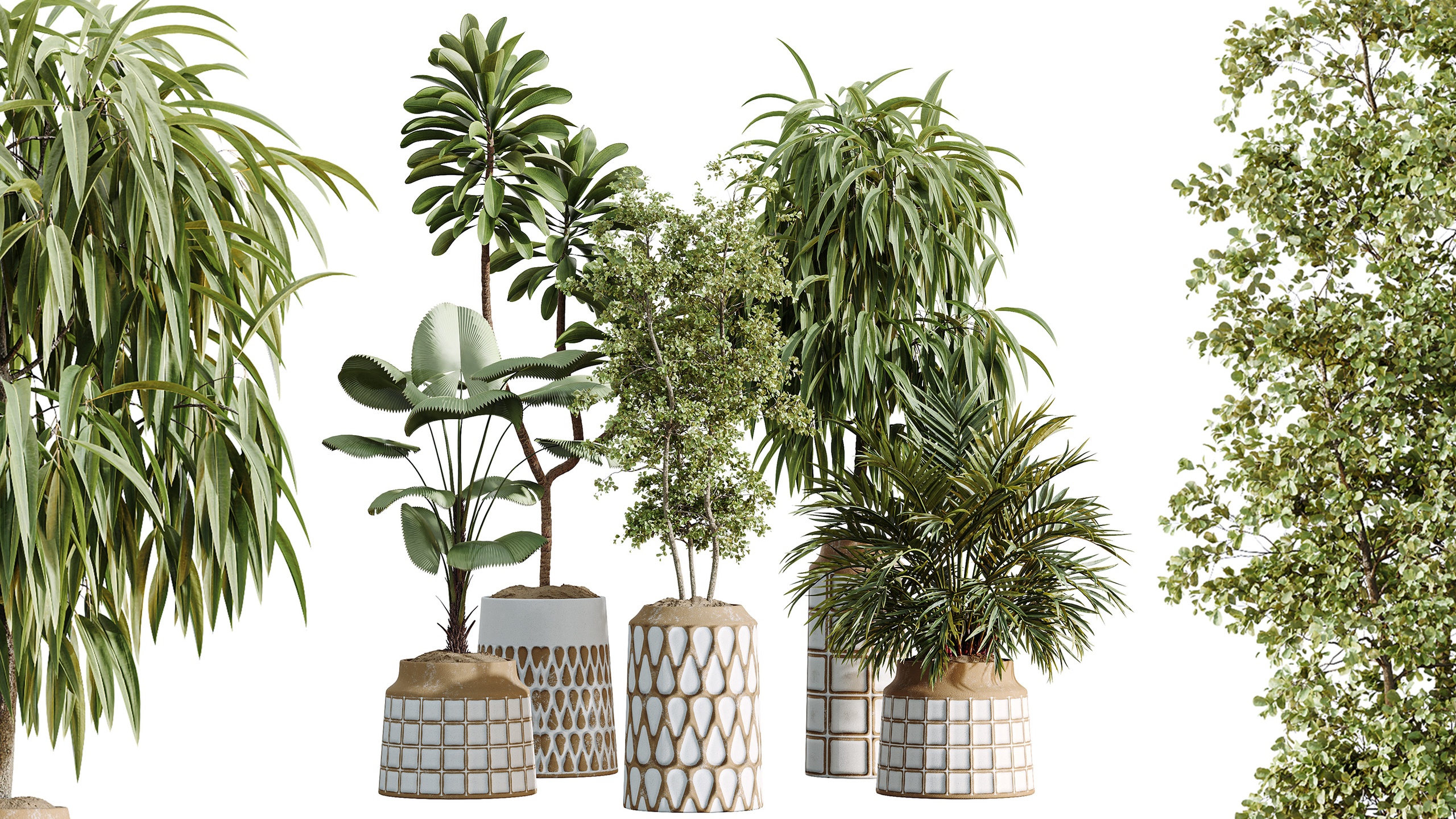 Media 1 for listing AV Indoor Plants Set 509 Licuala Palm Olive Ficus Binnendijkii Drupifera