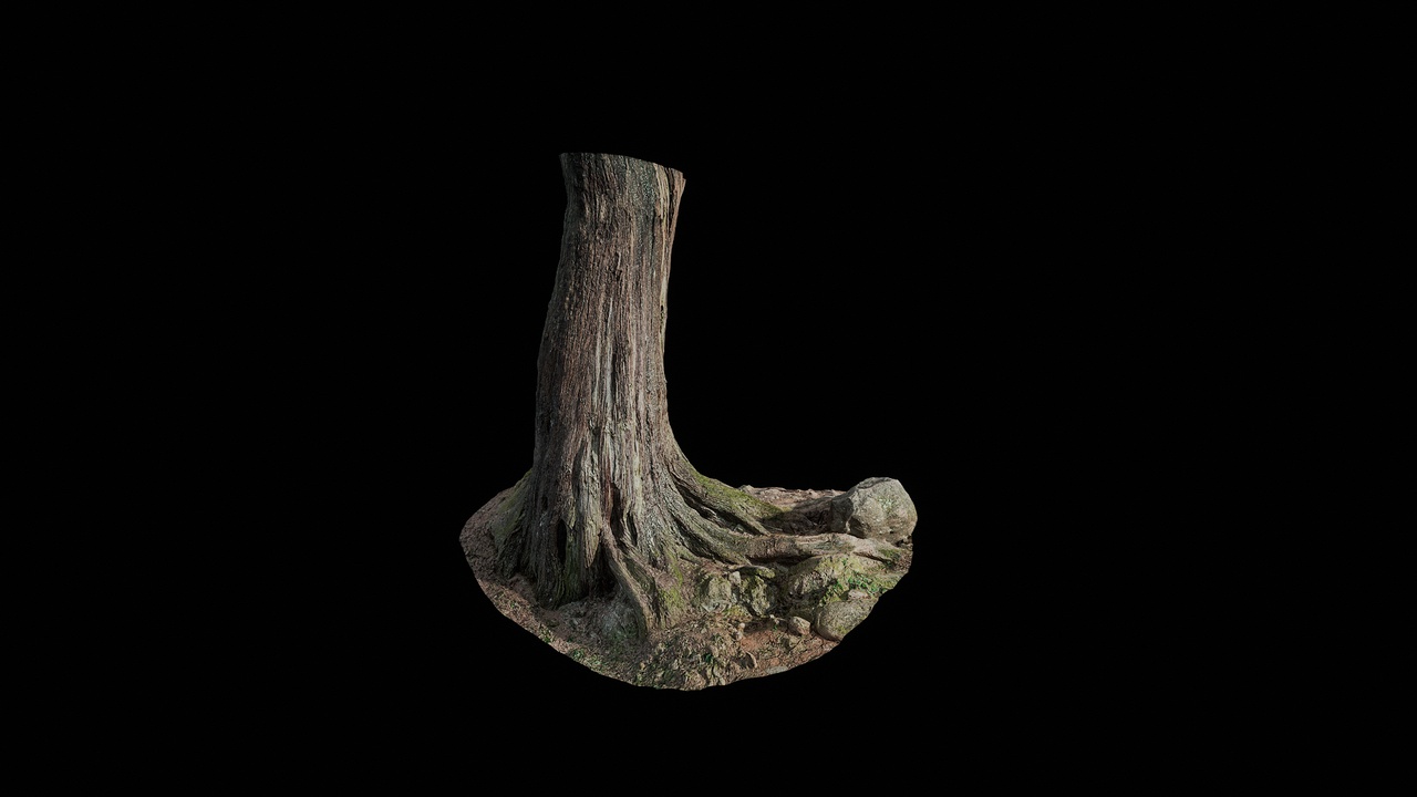 Media 1 for listing AD Cupressus funebris Trunk 05