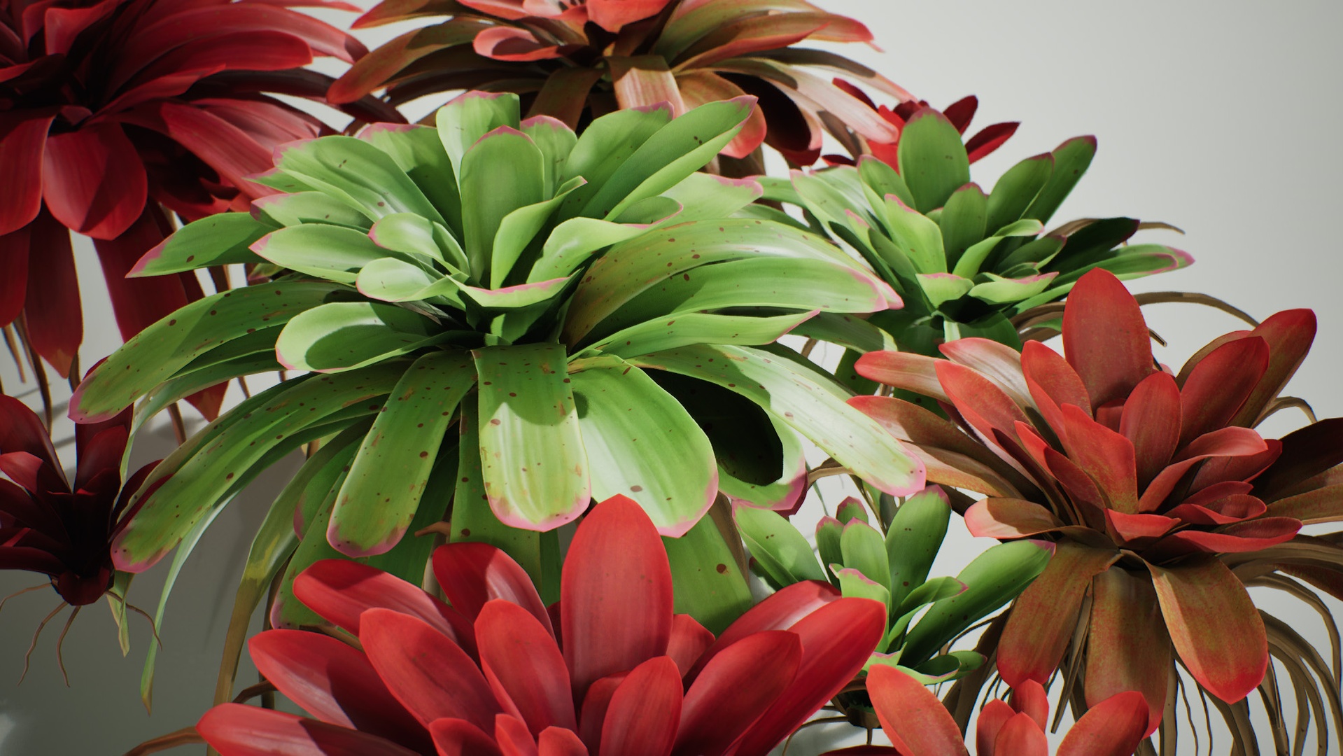 Media 1 for listing Neoregelia