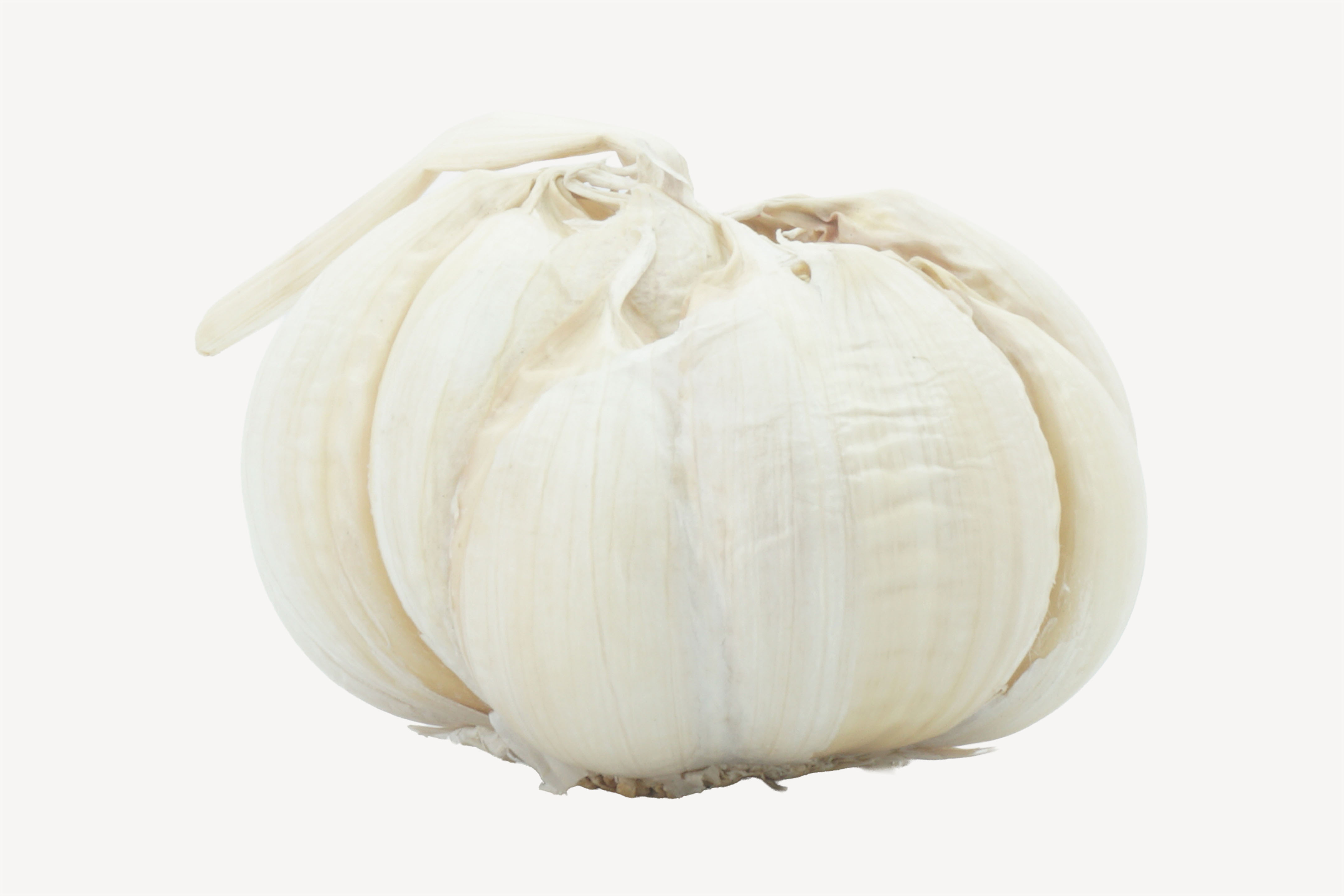 Garlic Bulb | Fab