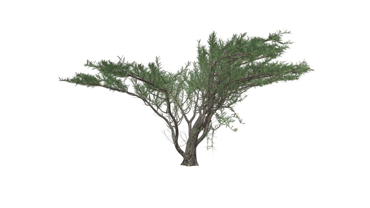 Media 1 for listing Umbrella Thorn Tree #10