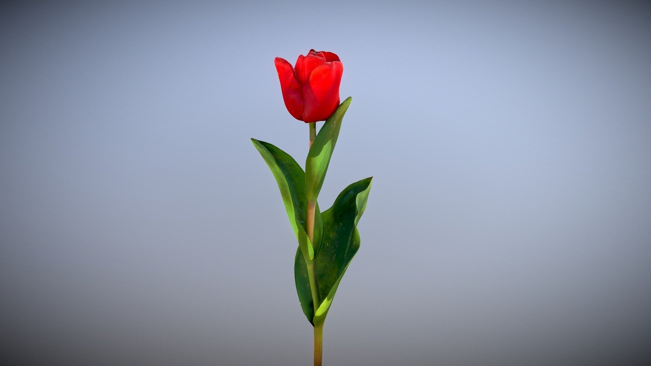 Media 1 for listing Red Tulip