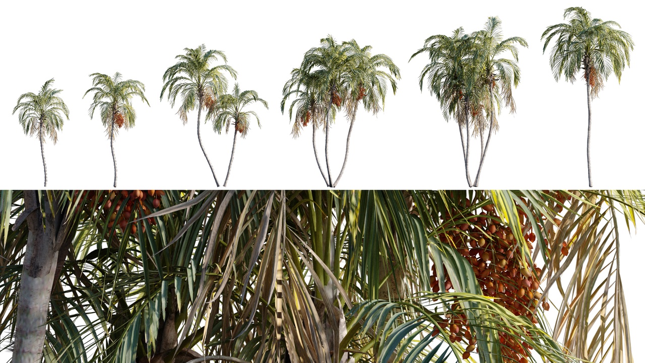 Media 1 for listing Bactris gasipaes - Peach palm