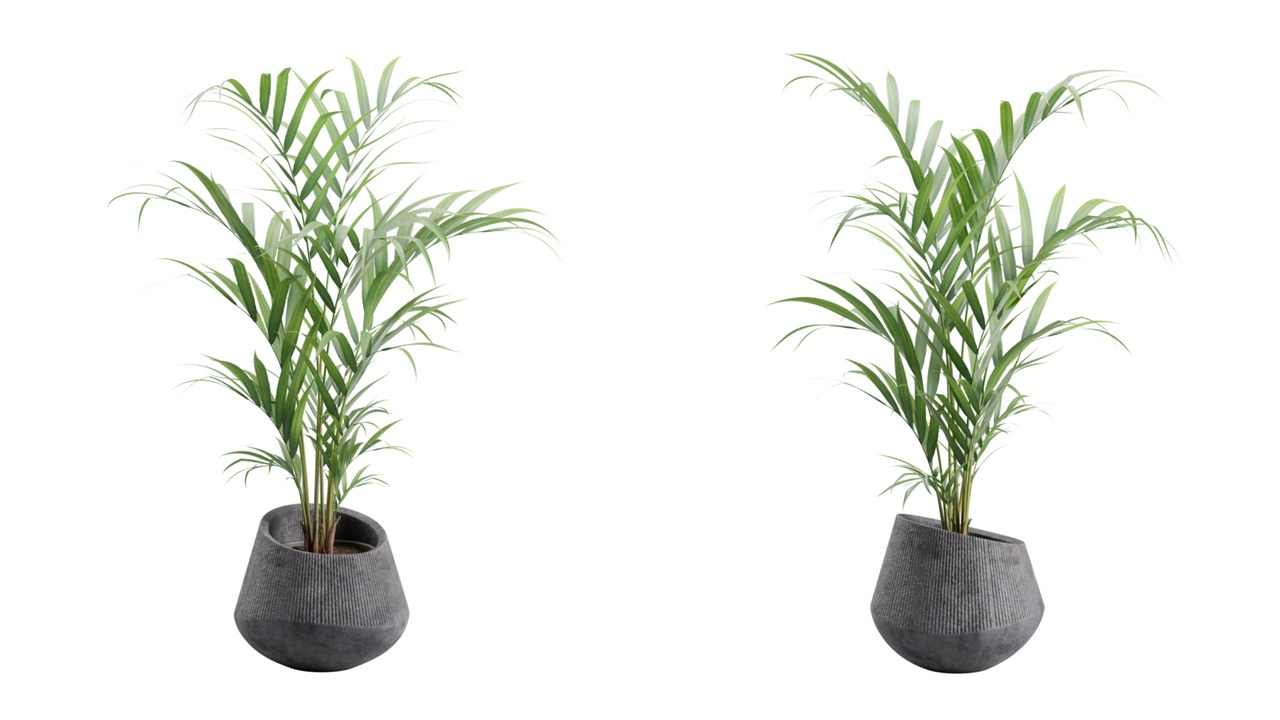 Media 1 for listing Areca Palm in Dark Concrete Planter