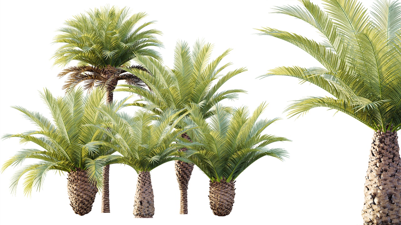 Media 1 for listing AV Plant Phoenix Canariensis Palm Tree 03