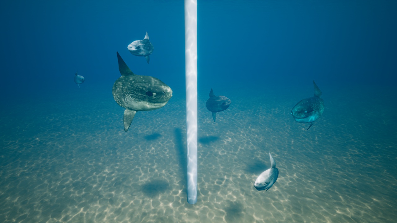 Media 1 for listing Sunfish Mola Mola with Spline System
