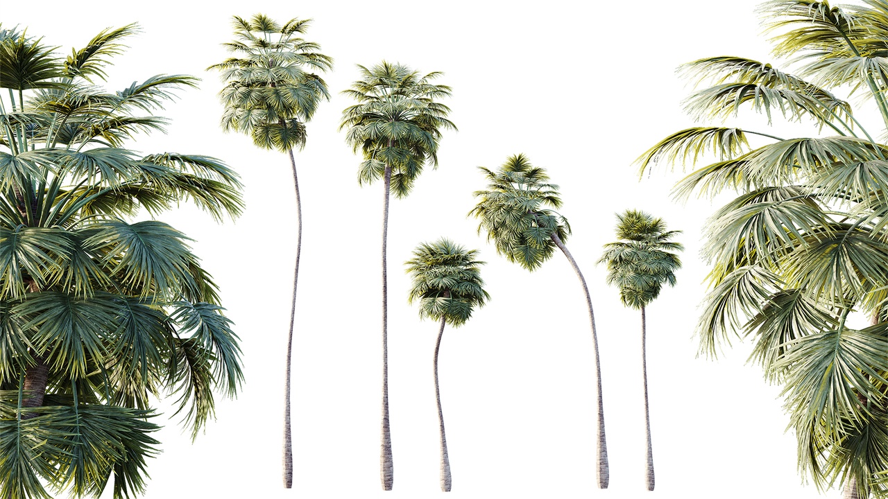 Media 1 for listing AV Plant Borassus Flabellifer Palm Tree 01