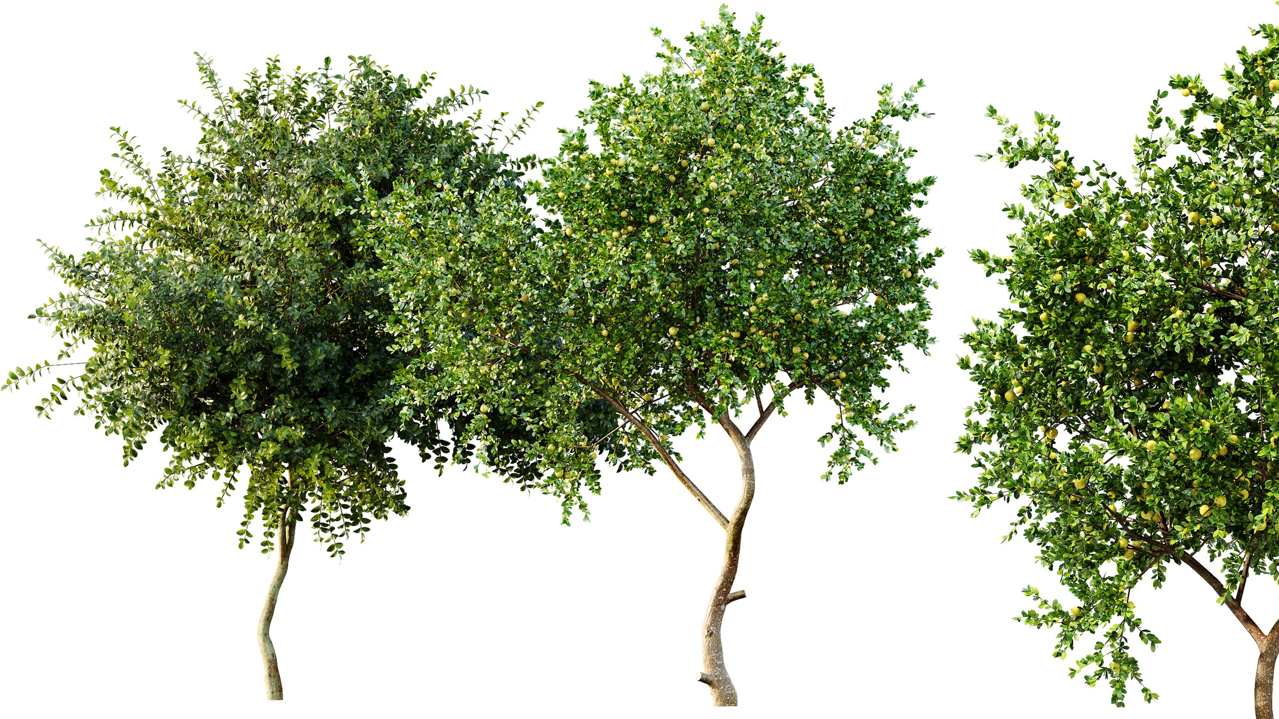 Media 1 for listing AV Fruit tree lemon and Big Joy Perfume Orange Michelia Champaca Tree