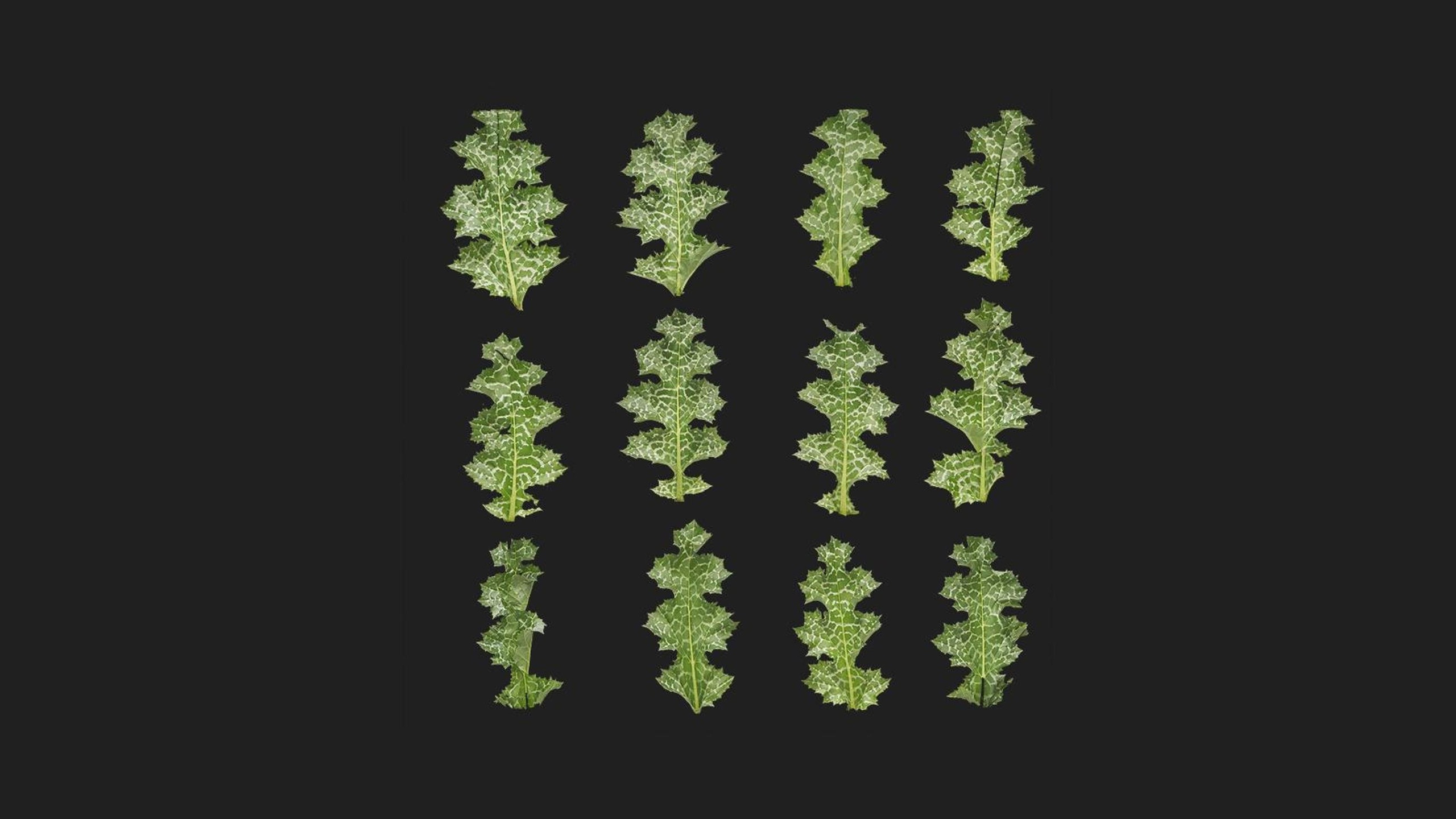 Cactus | Fab