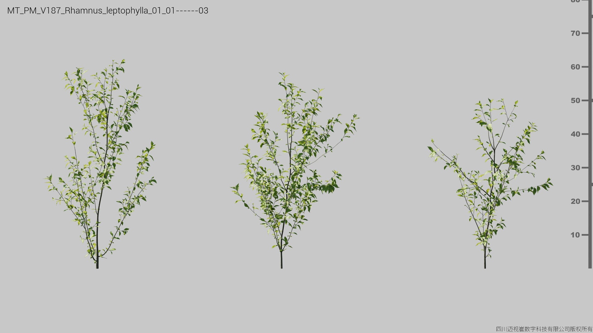 Media 1 for listing V180 Rhamnus leptophylla
