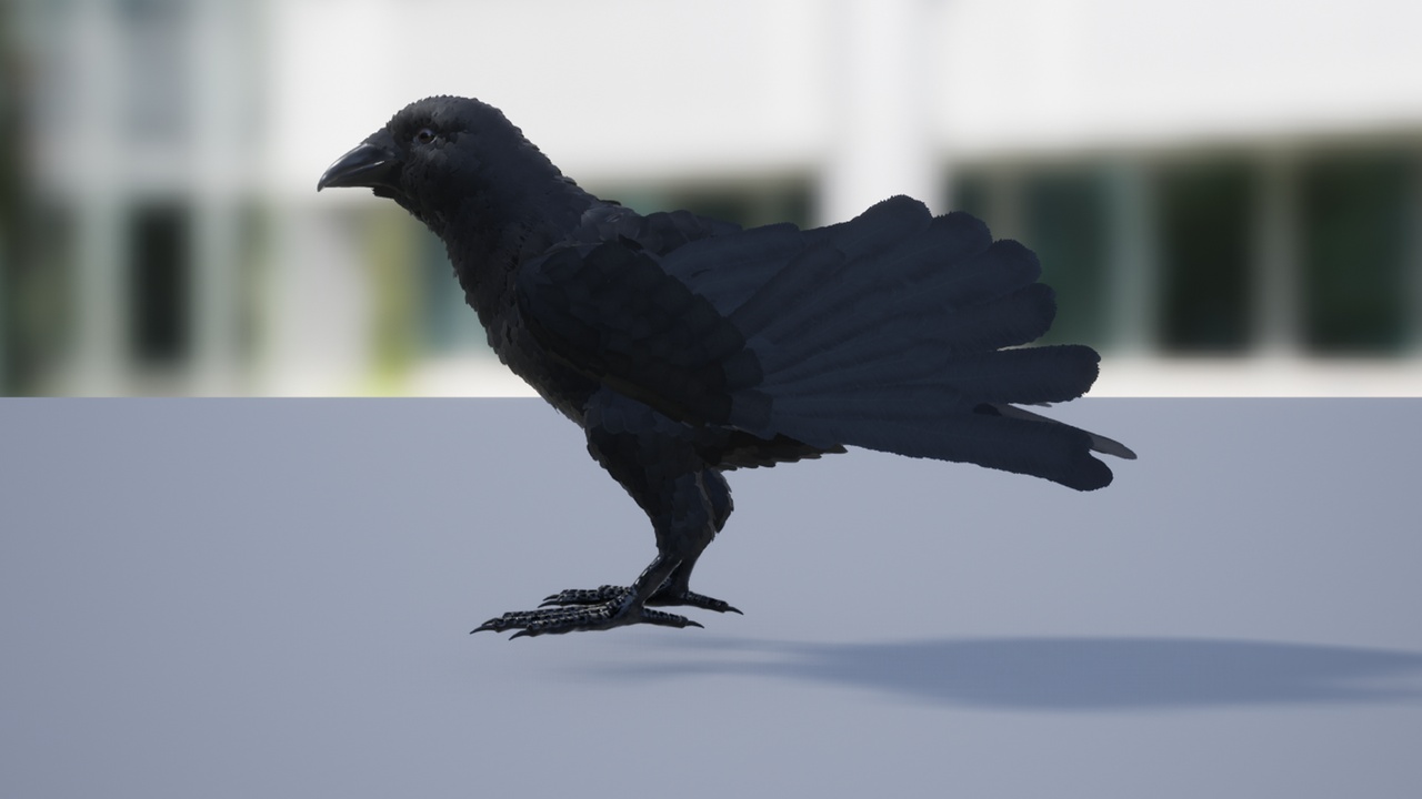 Media 1 for listing Crow Feathered
