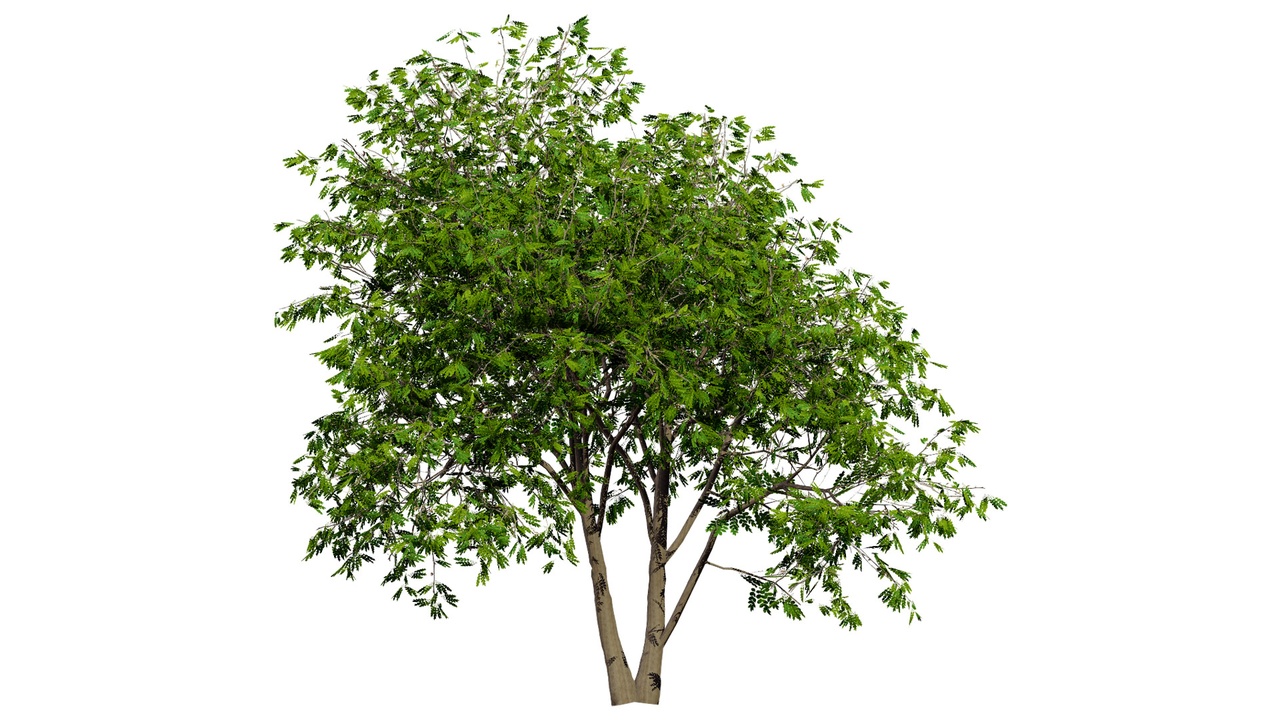 Media 1 for listing Walnut Tree 3D Model