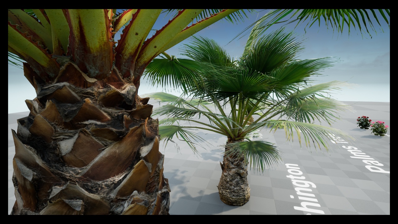 Media 1 for listing Palms Tree Selection and Plants/Flowers