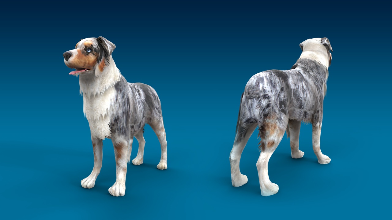 Media 1 for listing Australlian Shepherd 3D Dog Model