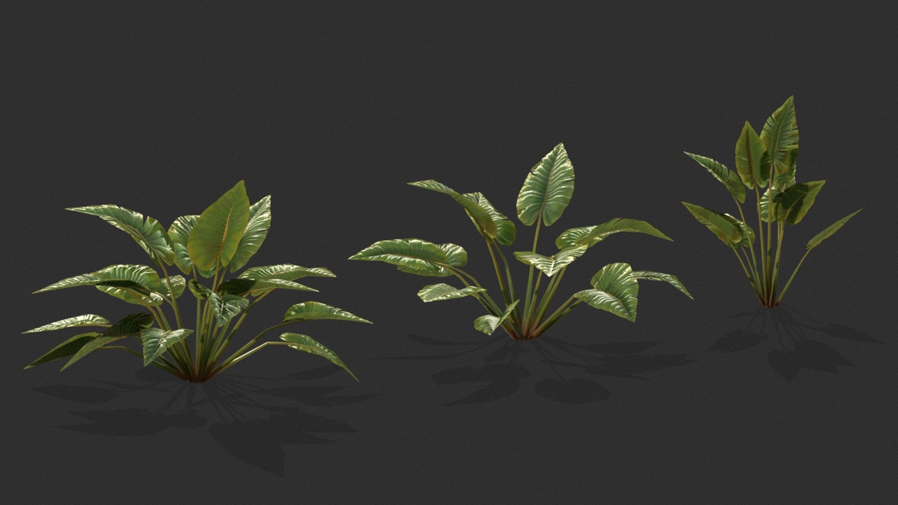 Media 1 for listing Alocasia Plant