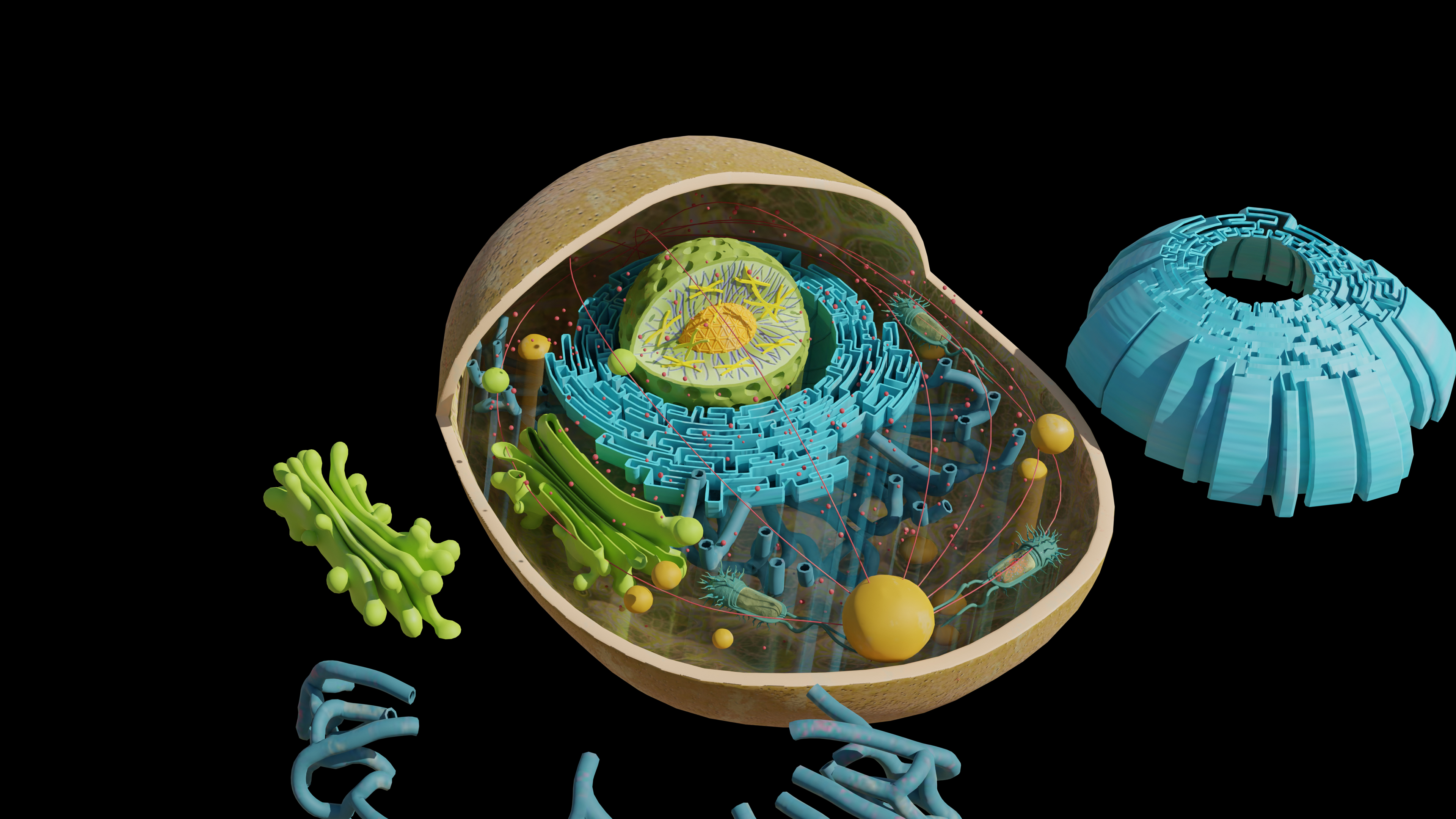 Cell 3d View Animal Cell Structure 3D Model Educational Biology & Medical ...