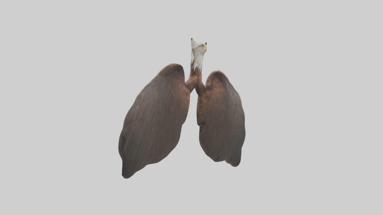 Media 1 for listing Eagle Lungs