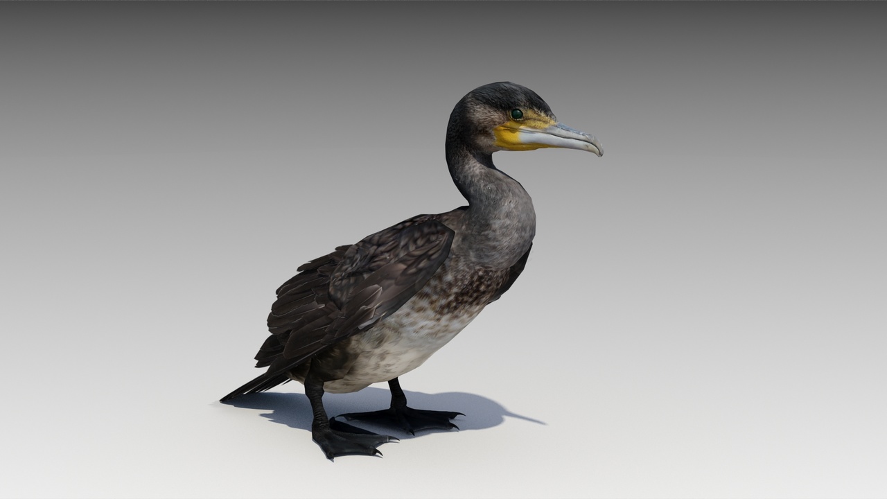 Media 1 for listing Great Cormorant