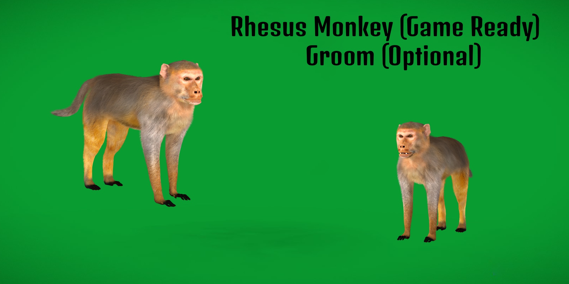 Media 1 for listing Rhesus Macaque Monkey (Game Ready)
