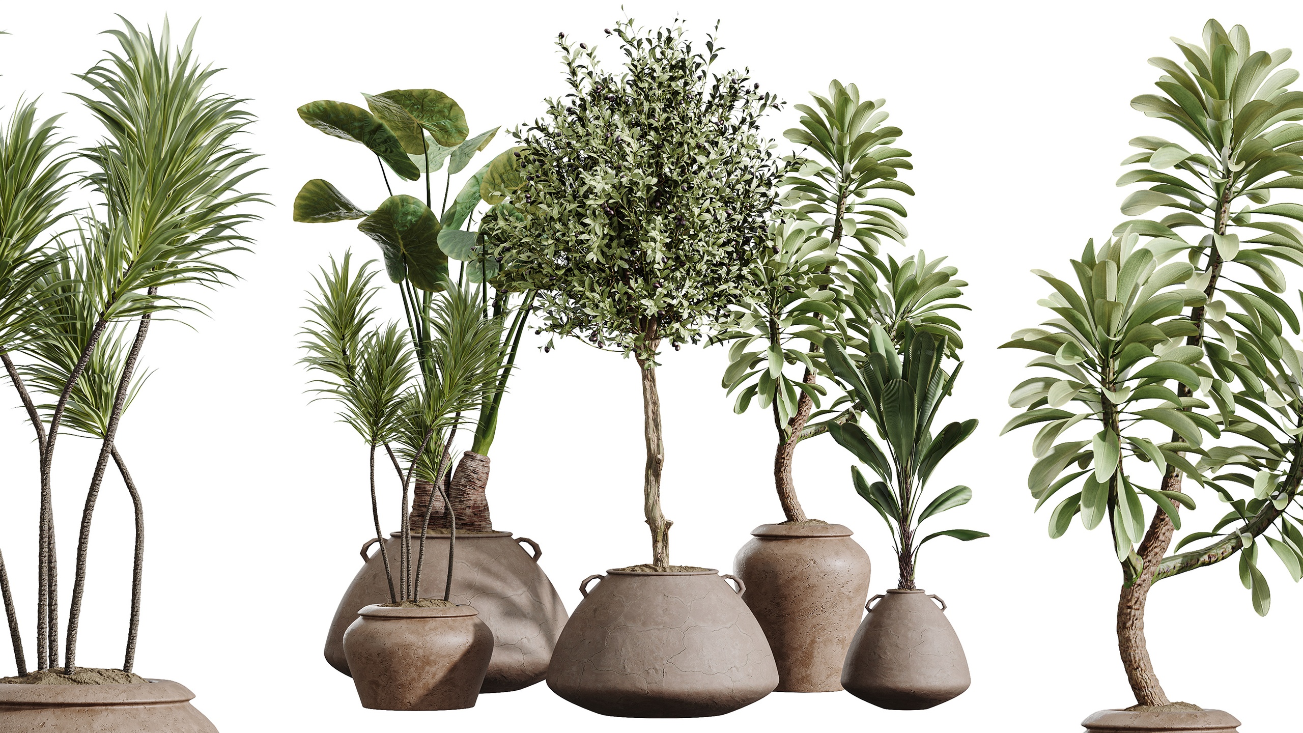 Media 1 for listing AV Indoor Plants Set 464 Olive Euphorbia Drupifera Cunjevoi Alocasia Yucca