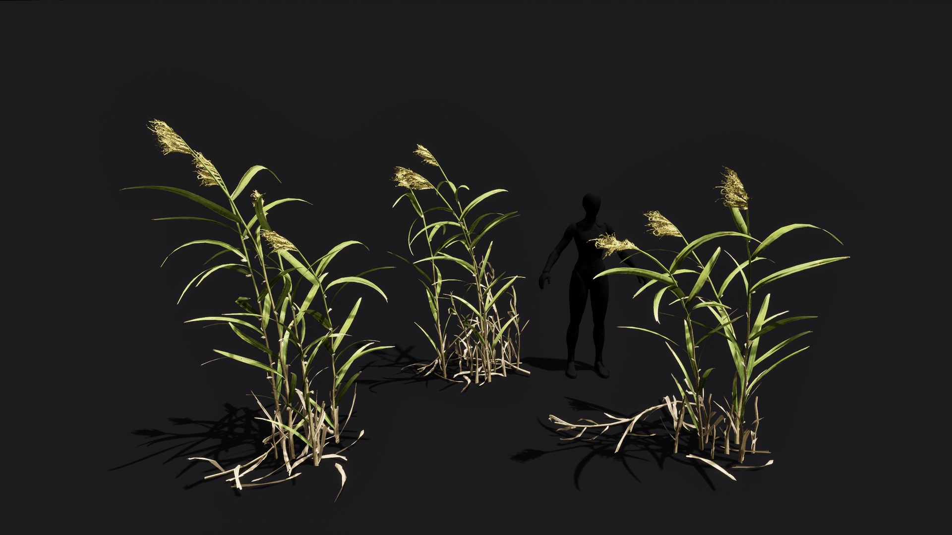 Media 1 for listing Common reeds (Phragmites australis) mid poly set