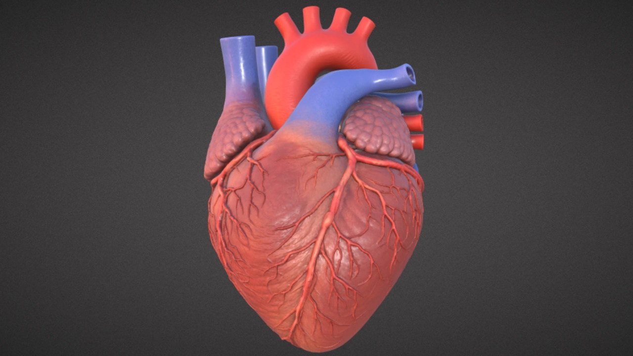 Media 1 for listing Realistic Human Heart Anatomy Cardiovascular Medical Organ 3D Model