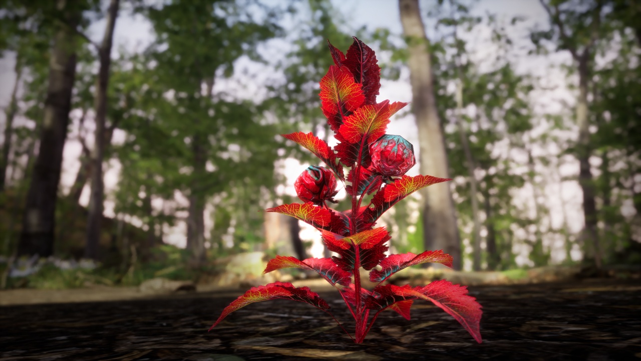 Media 1 for listing Red Fantasy Forest - 6 Red Spider Fern Grass Plant