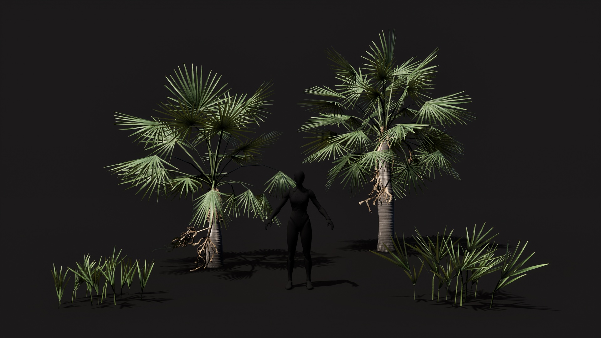 Media 1 for listing Coccothrinax Spissa Palm low poly game ready