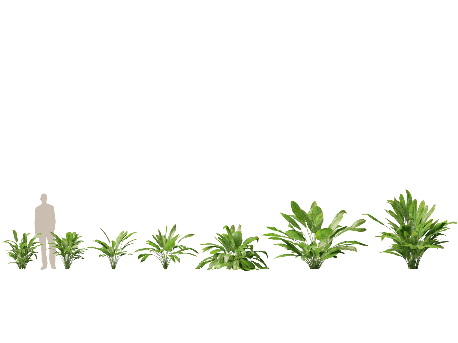 Media 1 for listing (Highpoly+Low Poly) Cyclanthus Bipartitus - Split-Leafed Cyclanthus