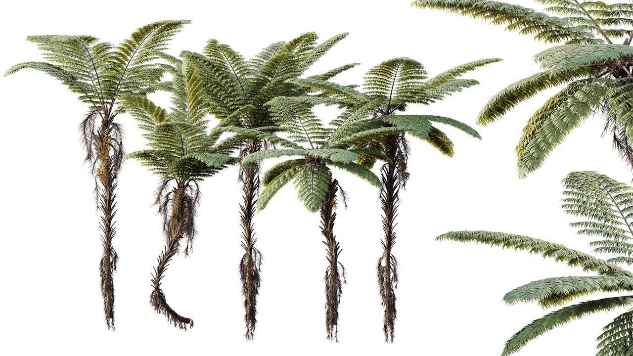 Media 1 for listing AV Plant Alsophila Spinulosa Fern Tree 01