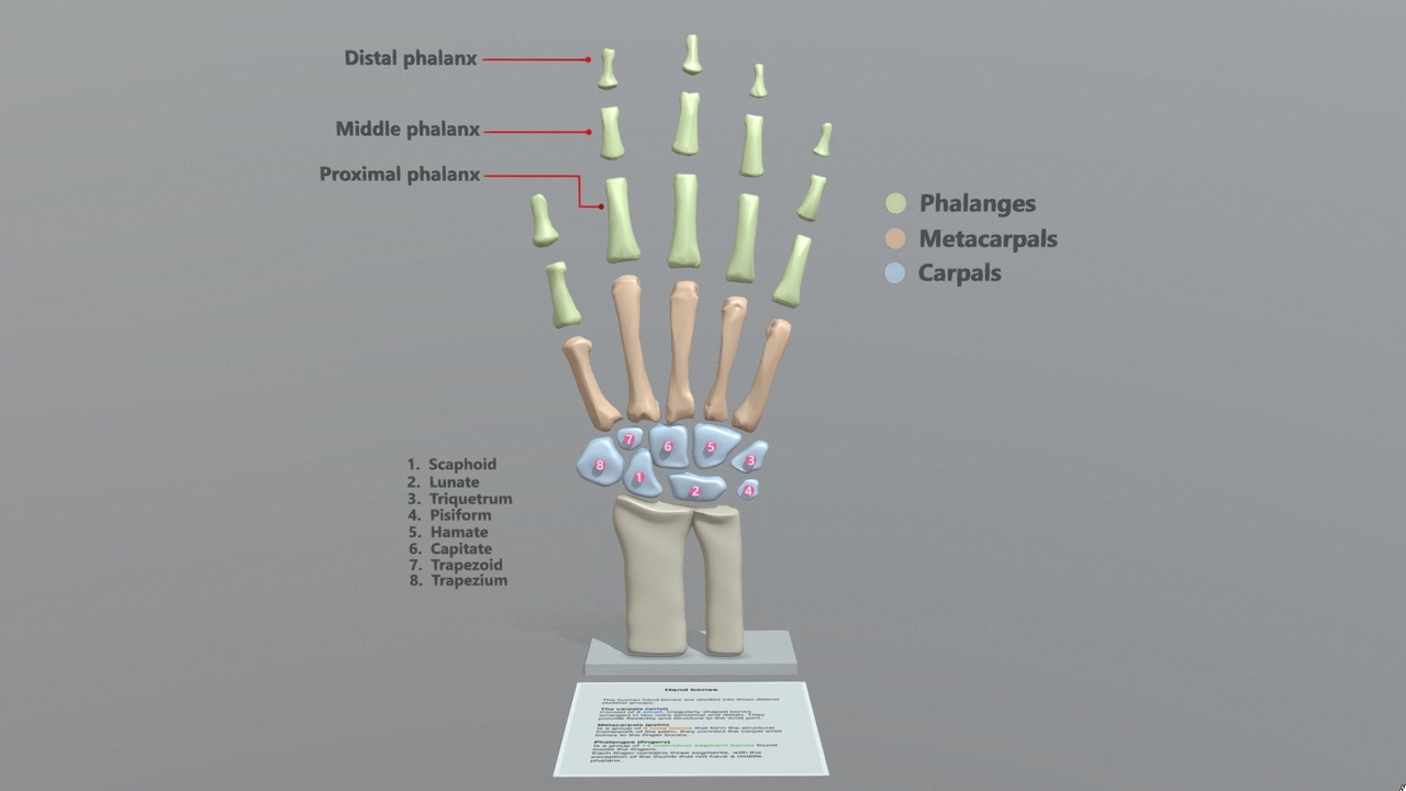 Media 1 for listing Hand bones anatomy
