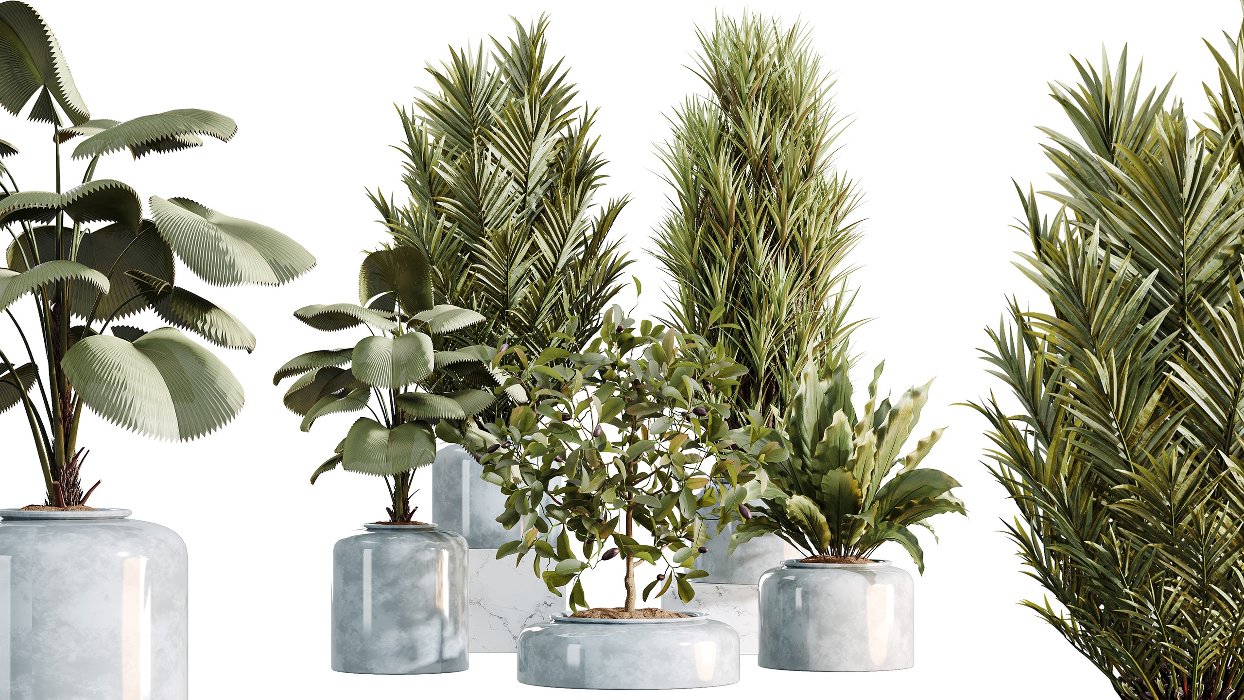 Media 1 for listing AV Indoor Plants Set 469 Yucca Briful Pachira Licuala Palm