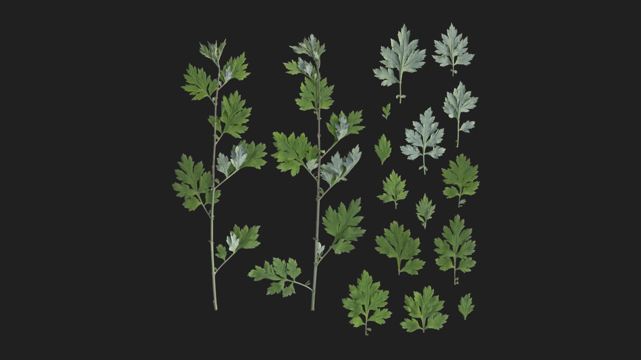 Media 1 for listing Chinese Mugwort 01