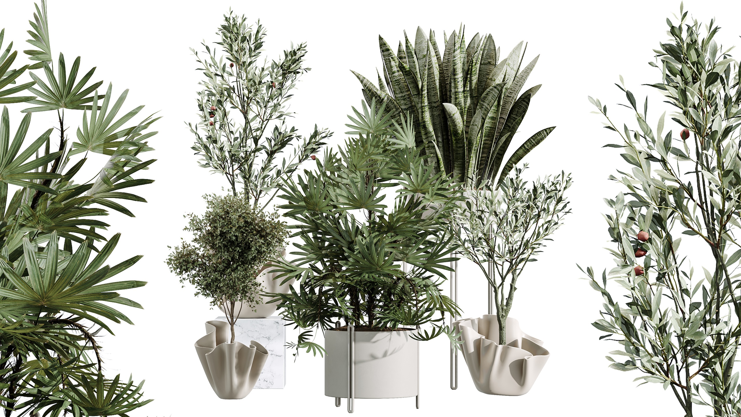 Media 1 for listing AV Indoor Plants Set 487 Lady Palm and Olive Tree and Snake Sansevieria