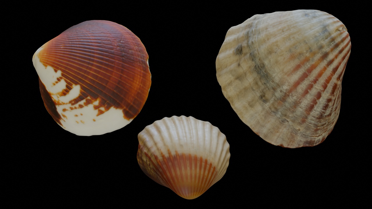 出品Seashell (10, 11, & 12)のメディア1