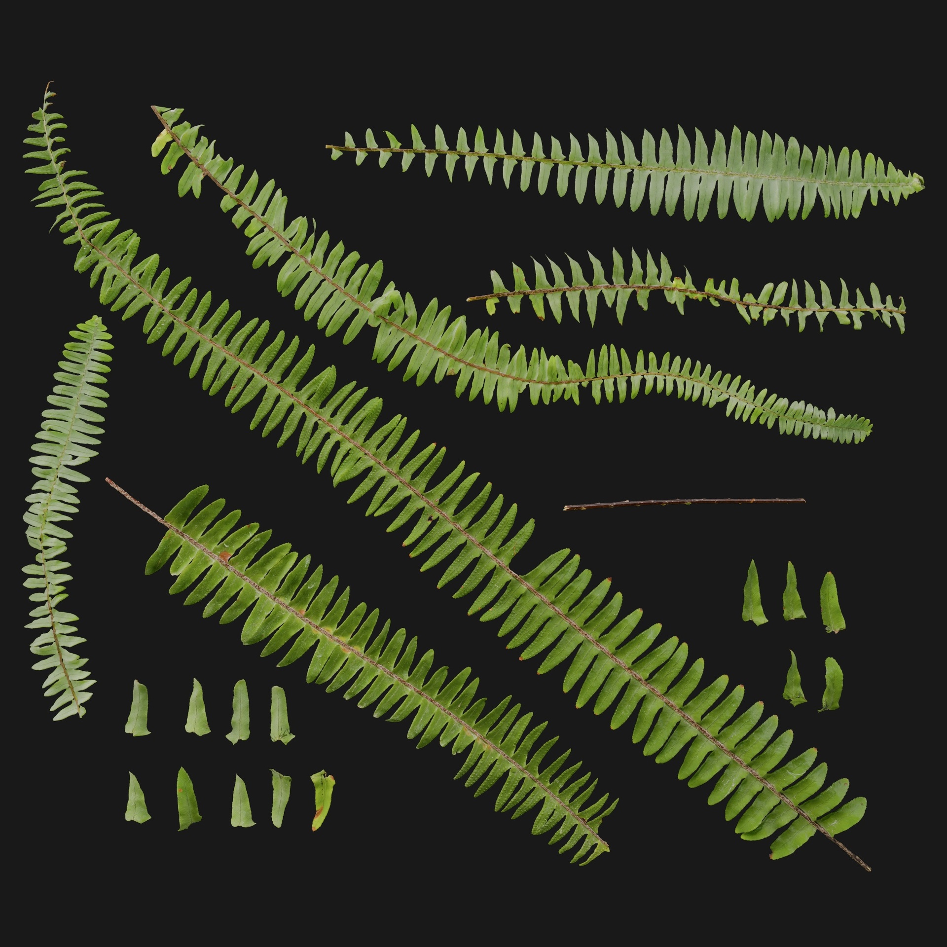 Media 1 for listing Fern 01