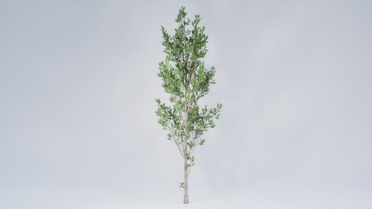 Media 1 for listing Realistic Foliage Collection: Tree 001 Standart 03