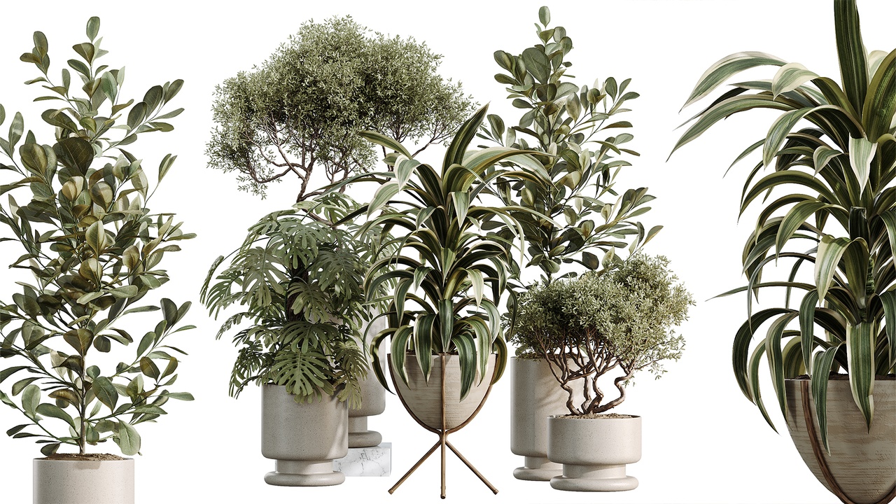 Media 1 for listing AV Indoor Plants Set 541 Ficus microcarpa Olive Elegant Monstera Warneckii